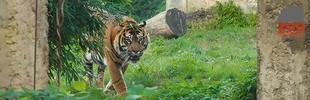 Tiger streift durch Zoo-Gehege